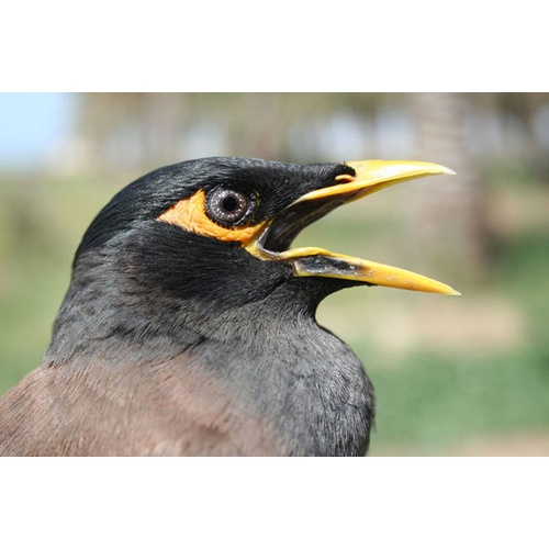 offer MYNAH BIRD SPIRIT RING VESSEL - LOOKING FOR A LOVING HOME