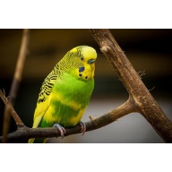 BUDGIE BIRD SPIRIT RING VESSEL - LOOKING FOR A LOVING HOME