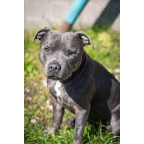 STAFF DOG SPIRIT RING VESSEL - LOOKING FOR A LOVING HOME