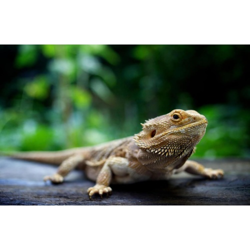 BEARDED DRAGON SPIRIT RING VESSEL - LOOKING FOR A LOVING HOME