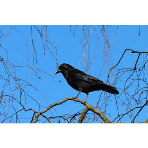 Crow Power Spirit, Familiar -  Mysteries, Magic & Transformation